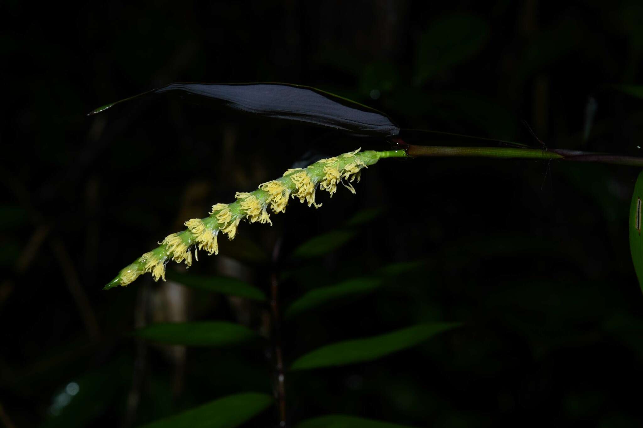 Imagem de Pariana campestris Aubl.