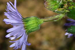 Image de Olearia rudis (Benth.) F. Müll.