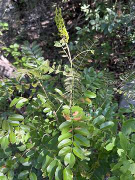 Plancia ëd Amorpha roemeriana Scheele