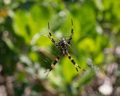 Image of Garden spider