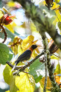 Image of Rufous-collared Robin