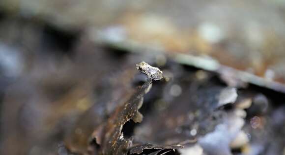 Image of Smooth-skinned ditch frog