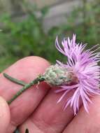 Слика од Centaurea borysthenica Gruner