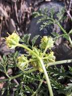 Image of Mt. Hamilton desertparsley