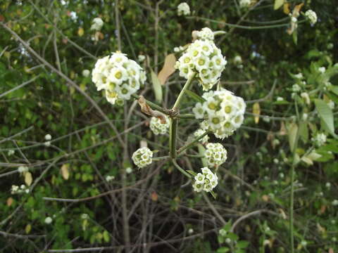 Image of Euphorbia colletioides Benth.