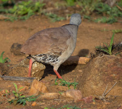 Image of Small-billed Tinamou