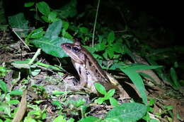 Image of Peralta frog