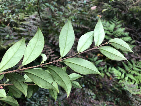 Image of Ligustrum pricei Hayata