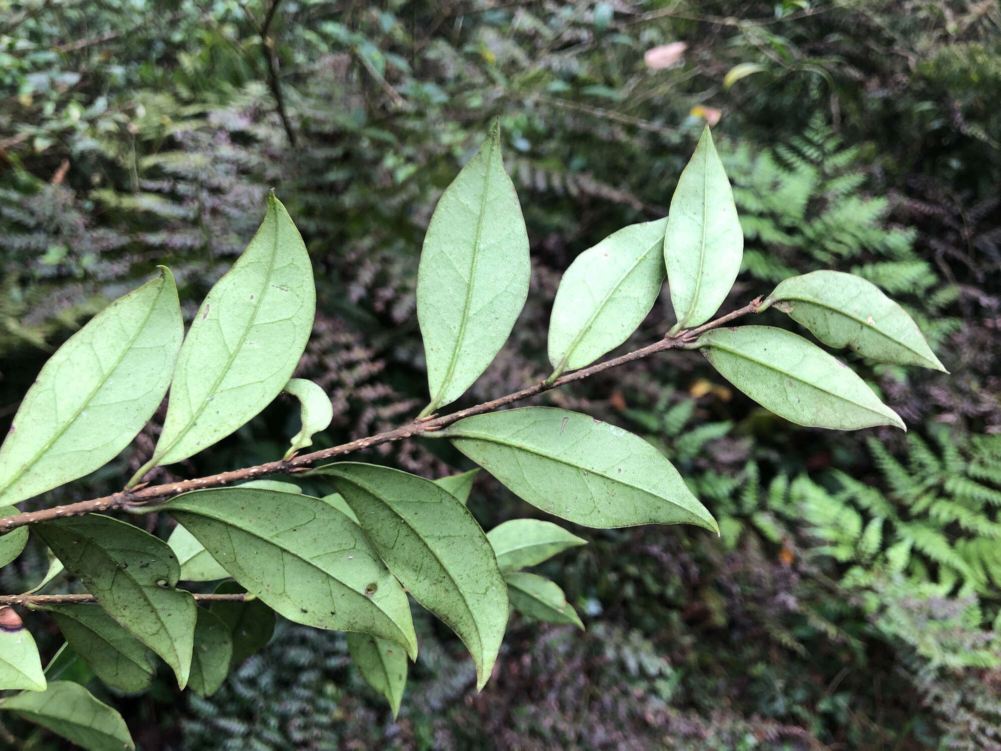 Image of Ligustrum pricei Hayata