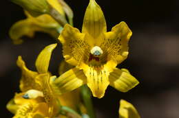 Image of Chloraea gavilu Lindl.