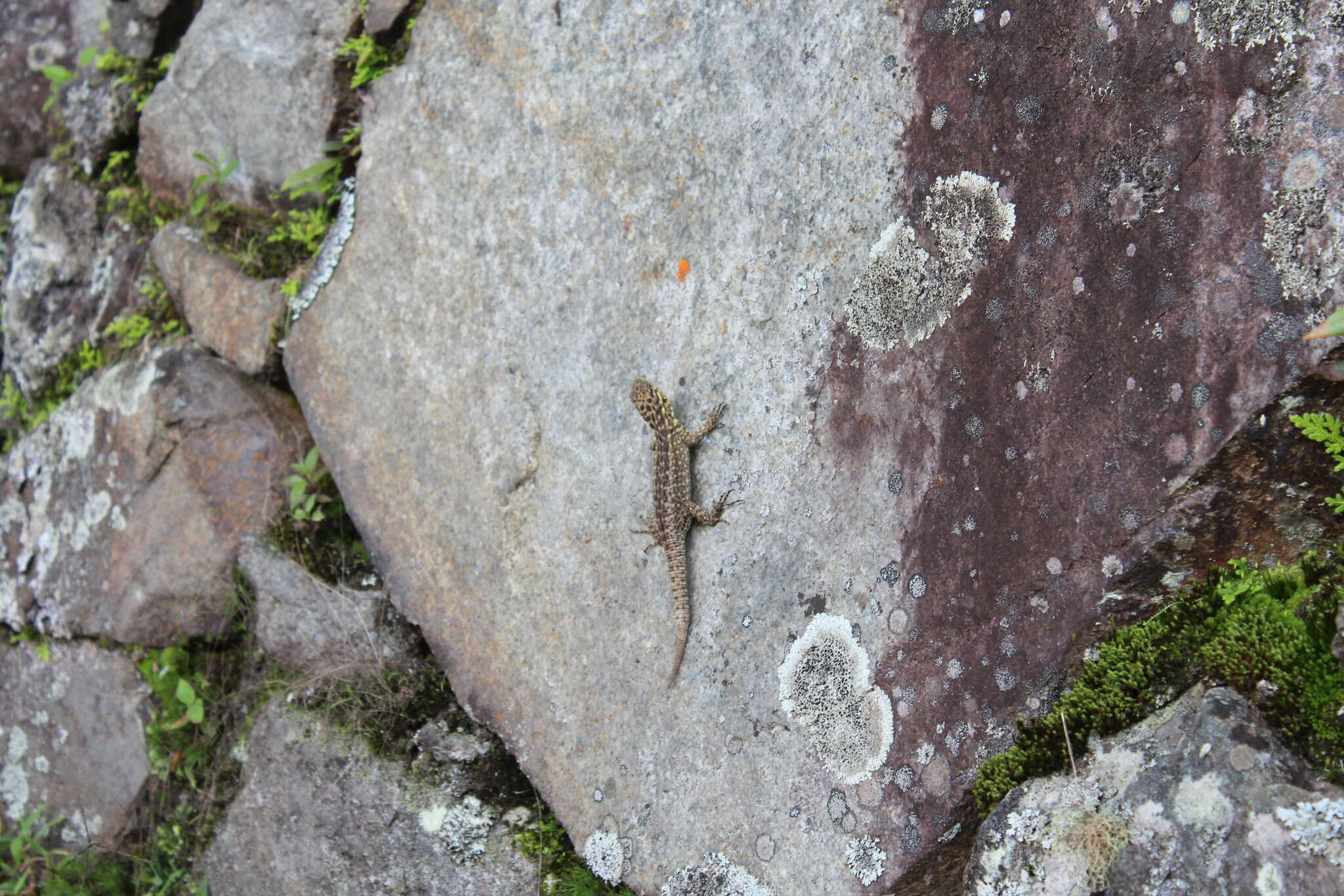 Слика од Stenocercus crassicaudatus (Tschudi 1845)