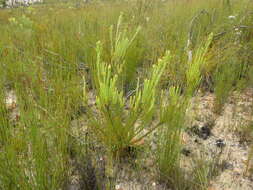 Image of Leucadendron olens I. Williams