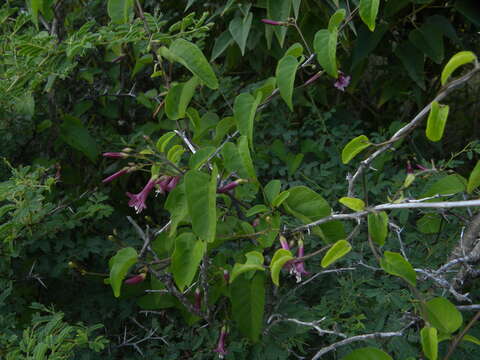 Sivun Jacquemontia solanifolia (L.) Hall. fil. kuva