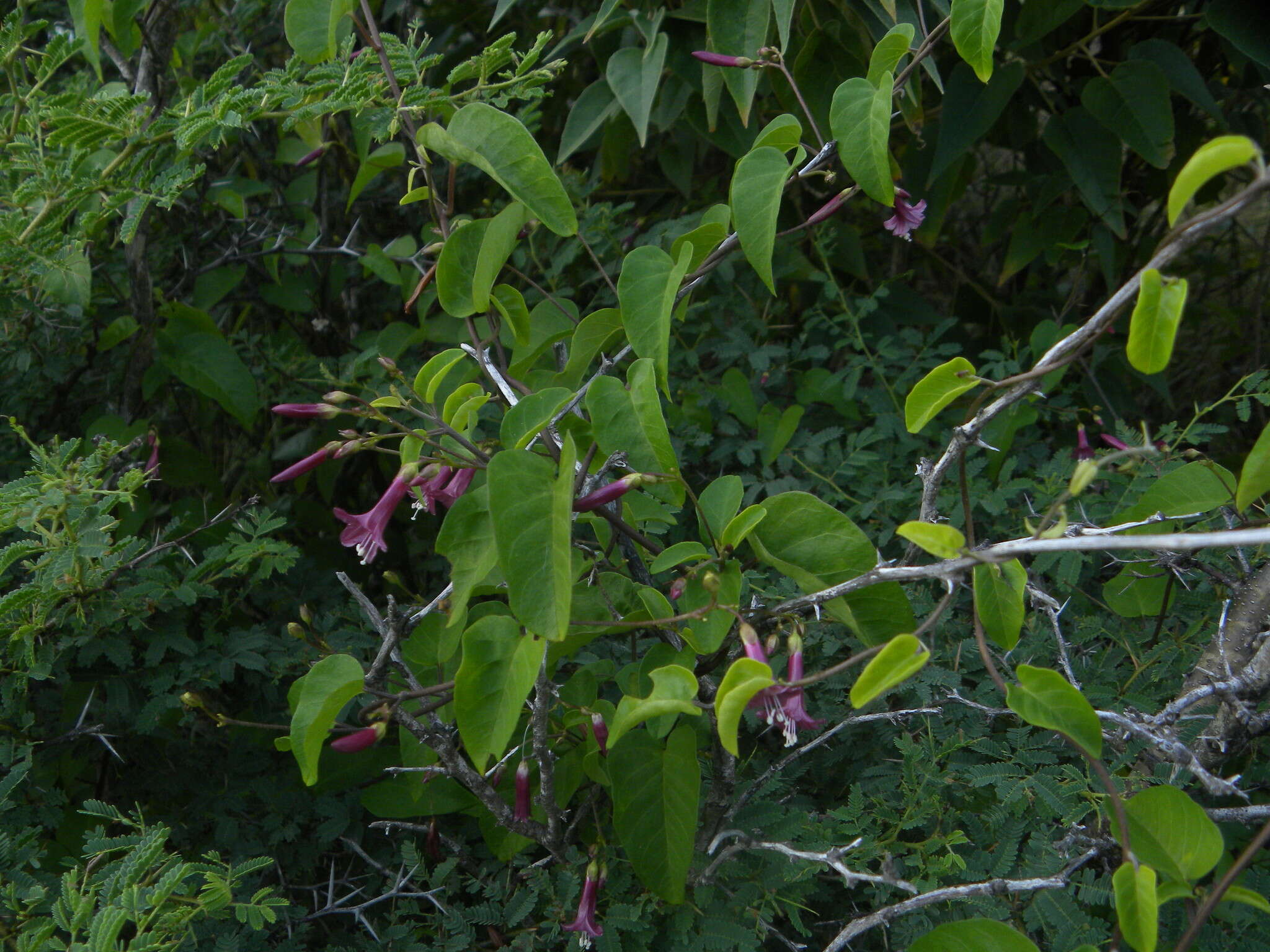 Sivun Jacquemontia solanifolia (L.) Hall. fil. kuva