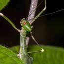 Image de Paradiacantha acanthocephala (Haan & W.)