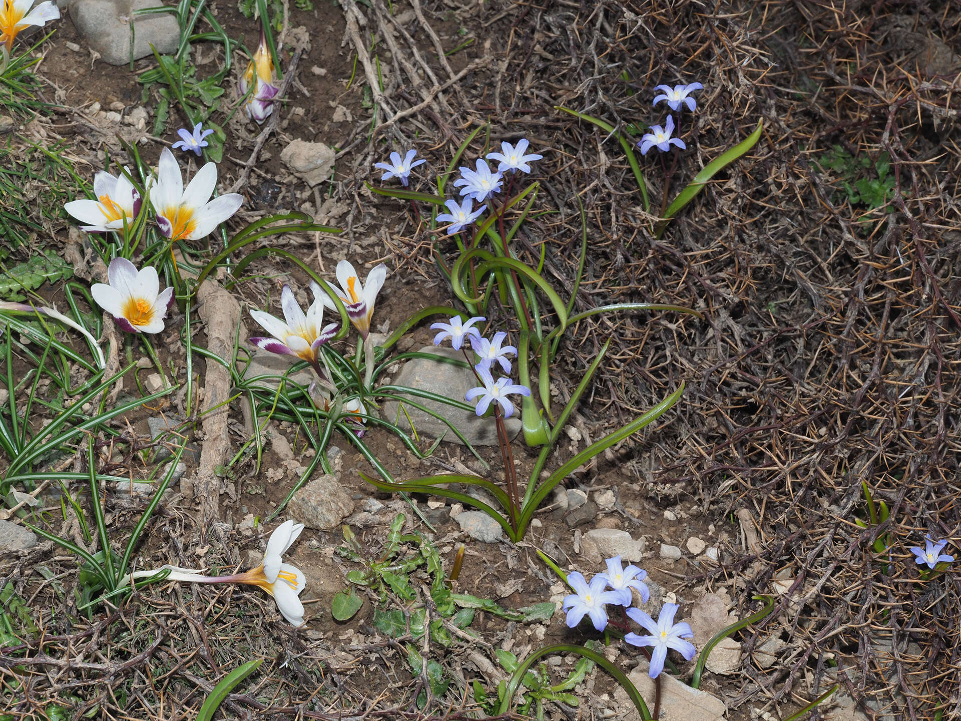 Image of Scilla nana (Schult. & Schult. fil.) Speta