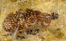 Image of Southern Bobtail Squid