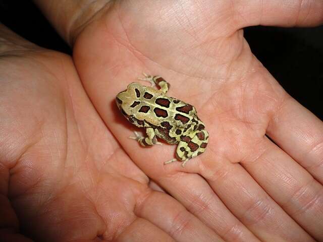 Image of Panther toad