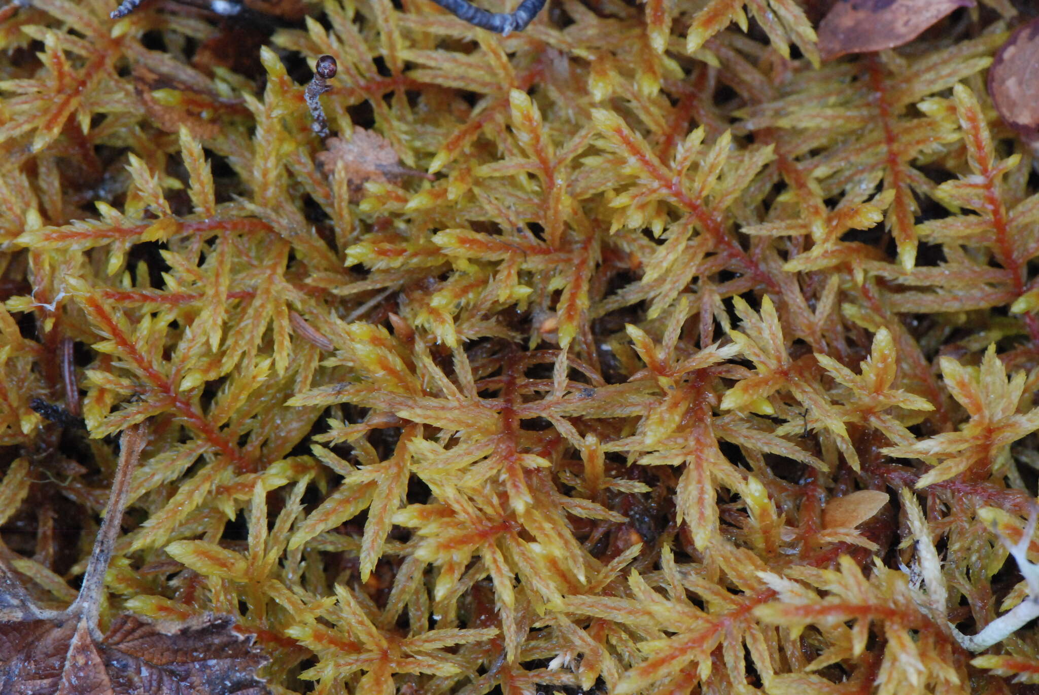 Image of big red stem moss