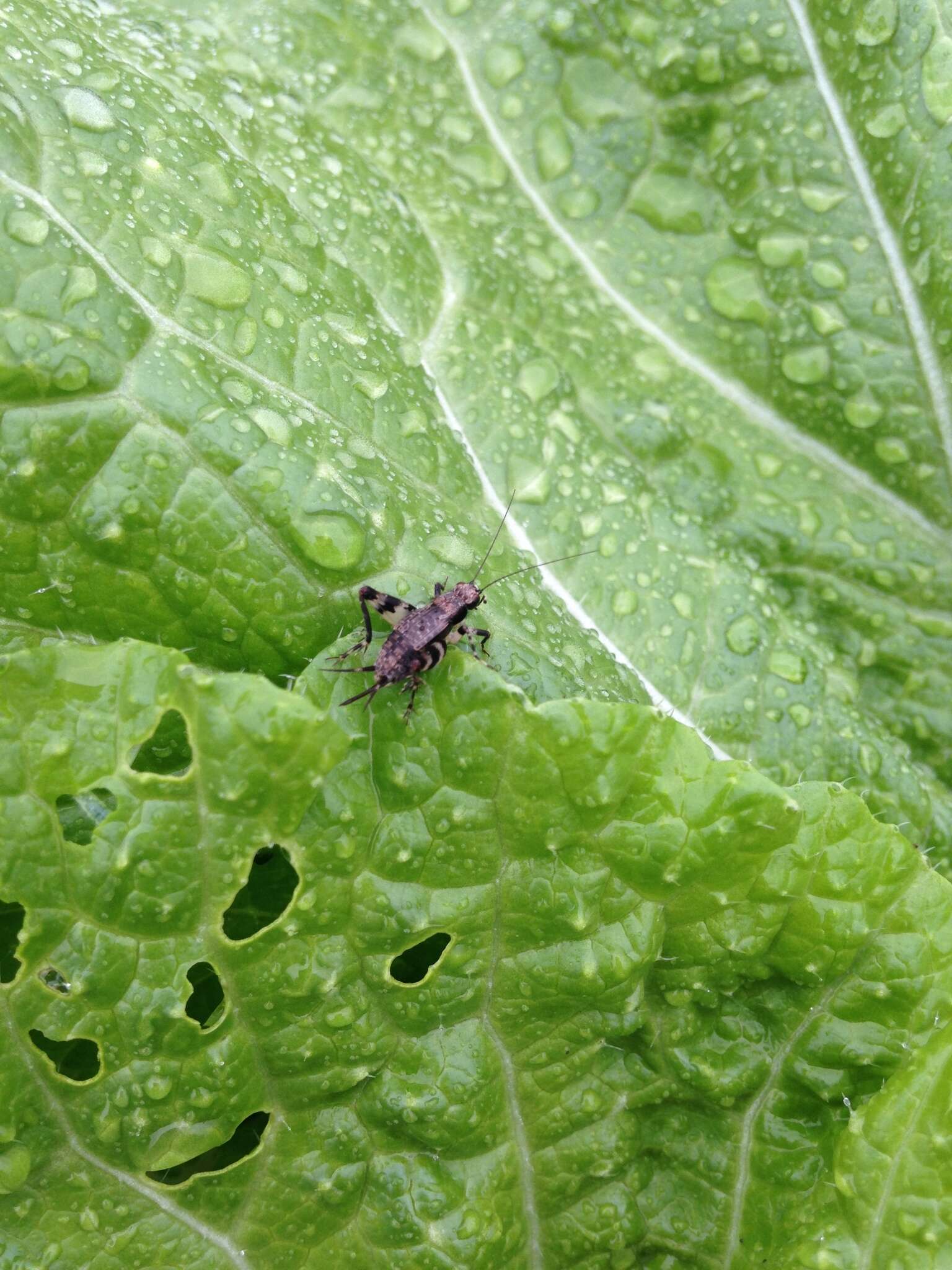 Plancia ëd Dianemobius fascipes nigrofasciatus (Matsumura 1904)