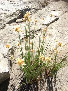 Image of Green-Head Rush