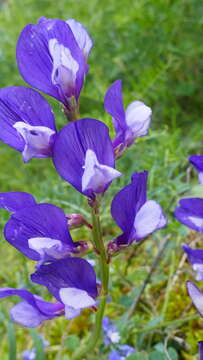 Слика од Vicia onobrychioides L.