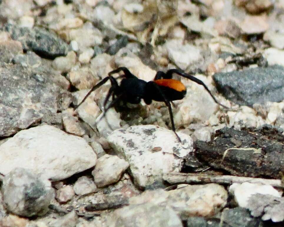 Image of Redspotted Antmimic