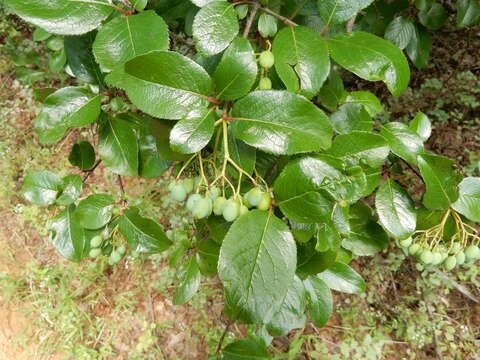 Imagem de Viburnum rufidulum Rafin.