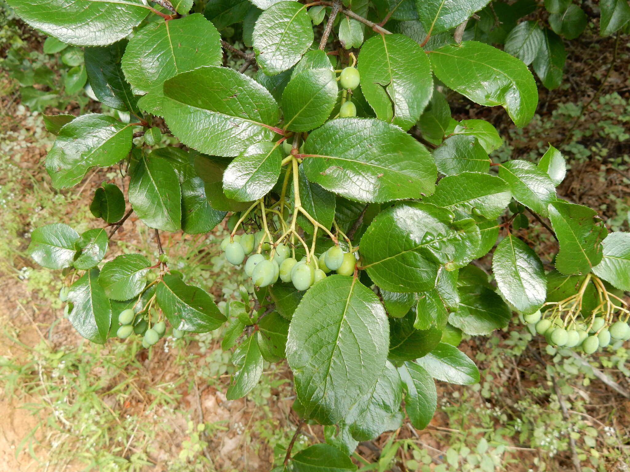 Plancia ëd Viburnum rufidulum Rafin.