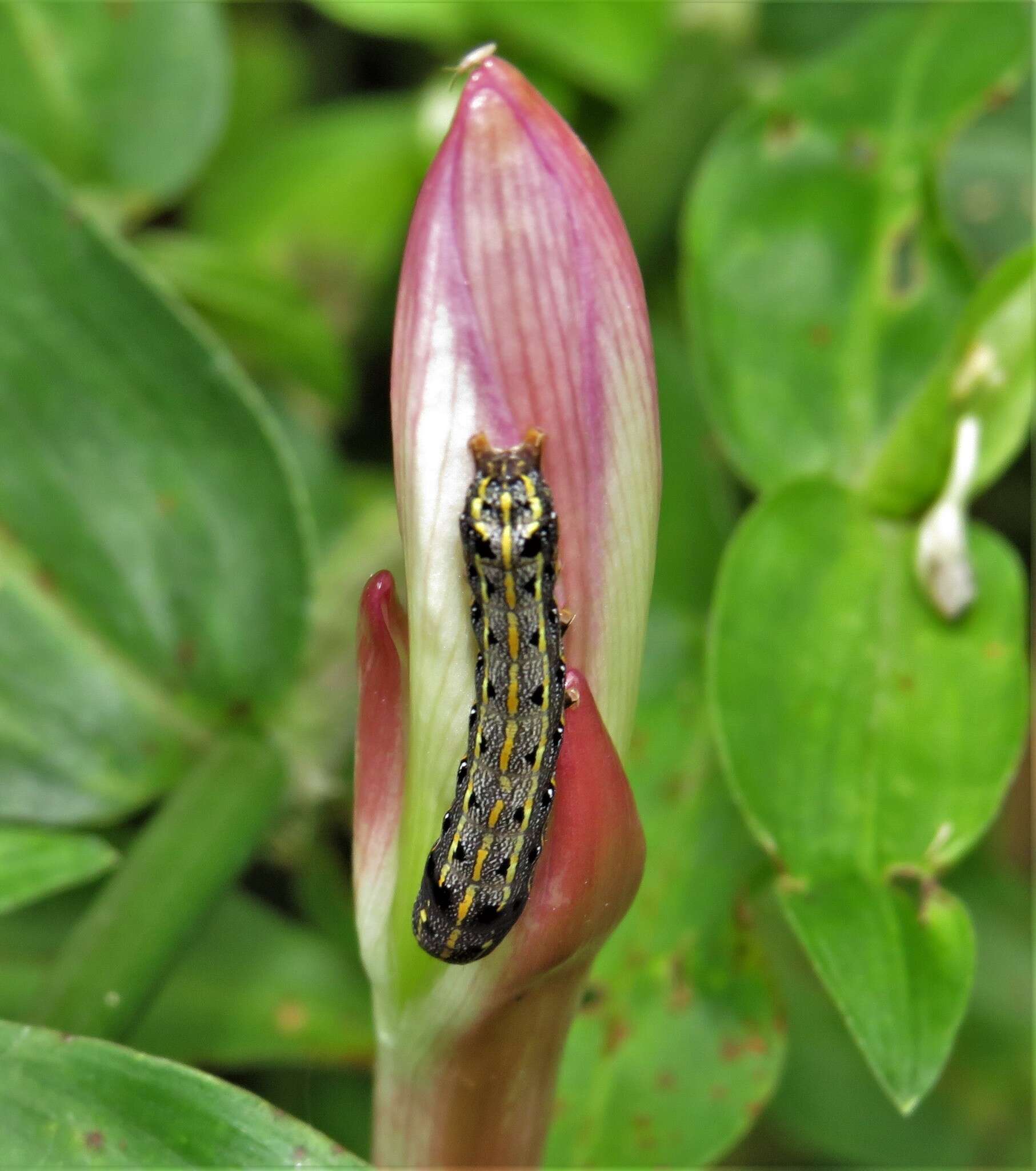 Image of Brazilian copperlily