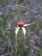 Image of Caladenia pectinata R. S. Rogers