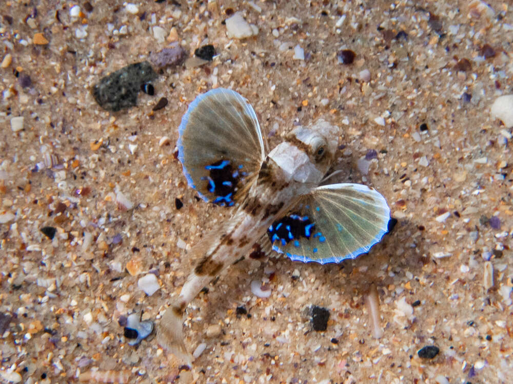 Image of Bluefin Gurnard