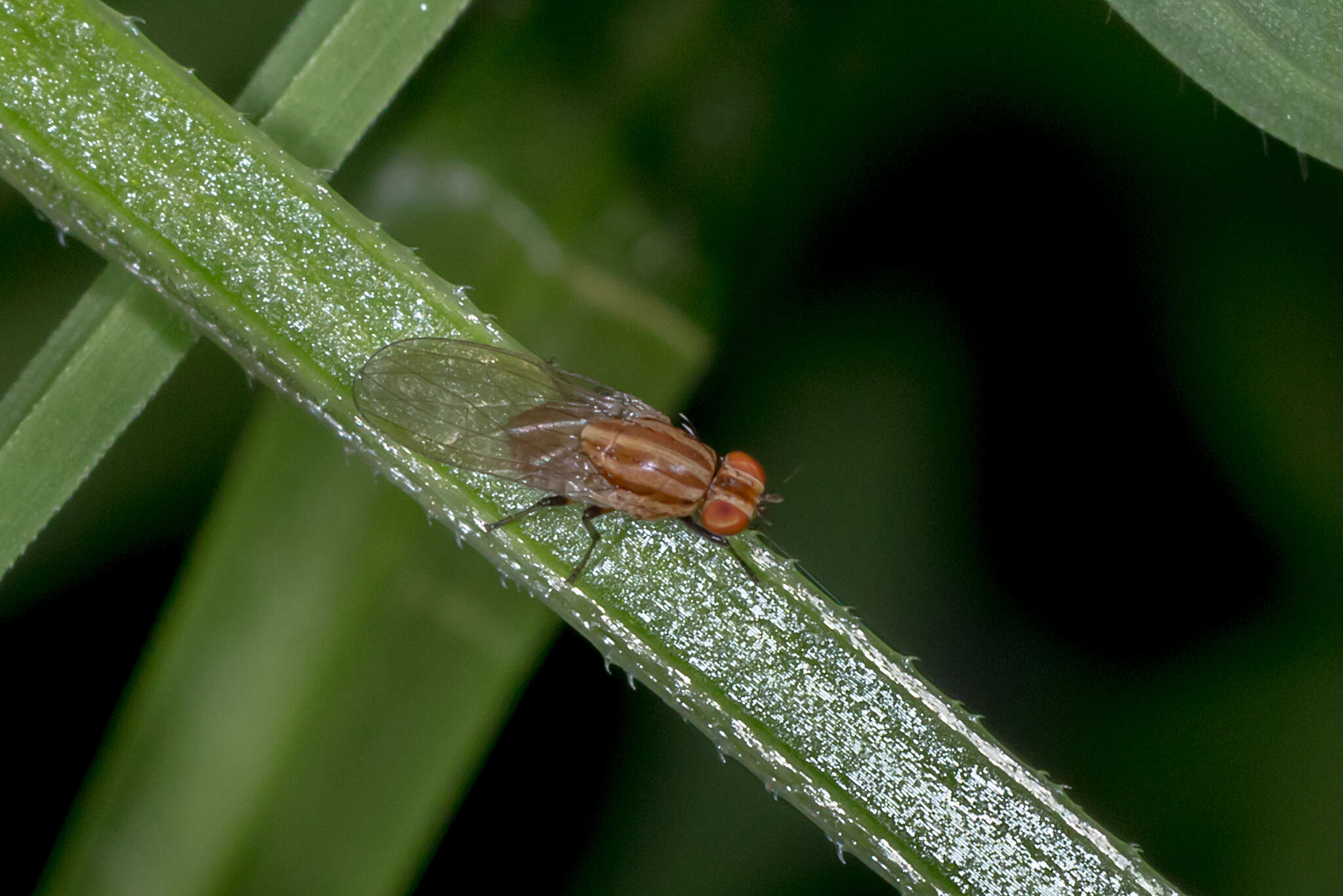 Image of Sapromyza brunneovittata Malloch 1926