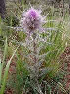 Image of Cirsium nivale (Kunth) Sch. Bip.