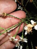 Image de Olearia teretifolia (Sond.) F. Müll.