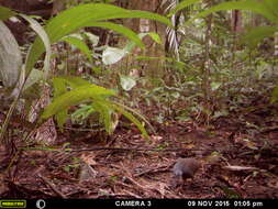 Image of Slaty-breasted Tinamou