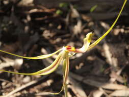 Image of Eastern Mantis Orchid