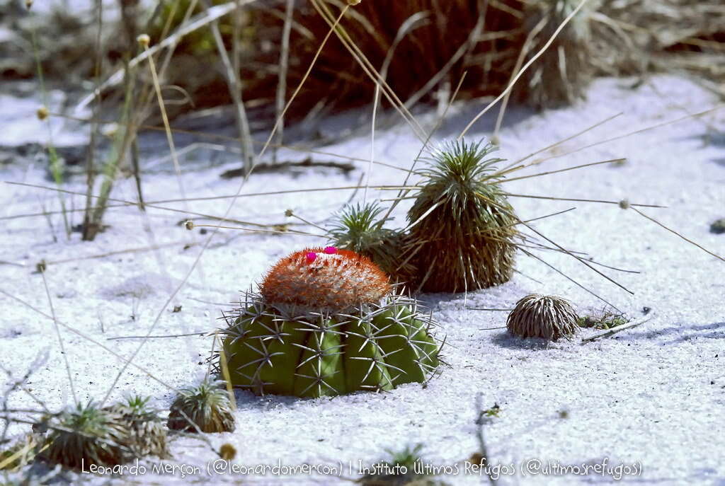 Sivun Melocactus violaceus subsp. violaceus kuva