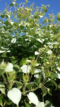 Image of Paederia farinosa (Baker) Puff