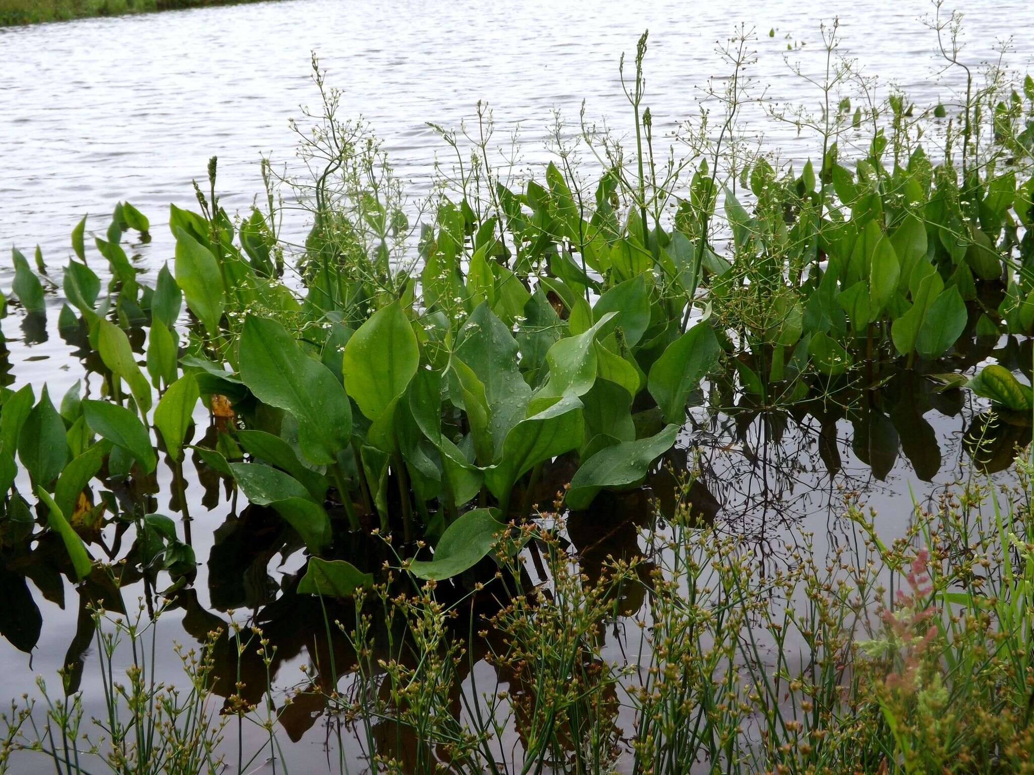 Image of Alisma plantago-aquatica subsp. orientale (Sam.) Sam.