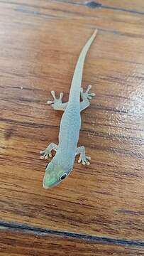 Слика од Phelsuma dubia (Boettger 1881)