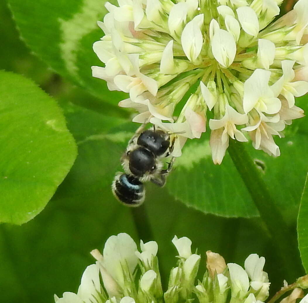 Image of Mason bee