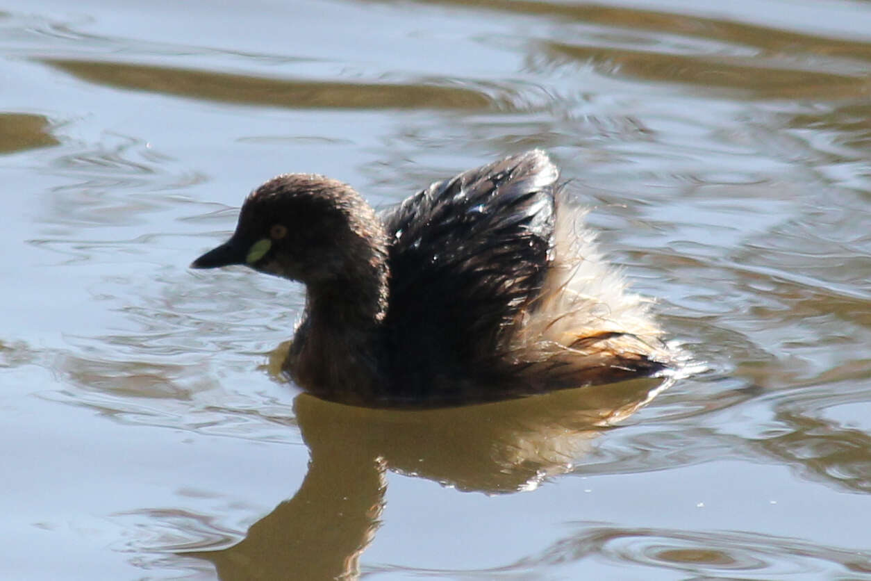 Image of Australasian Grebe