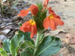 Image of Crossandra greenstockii S. Moore