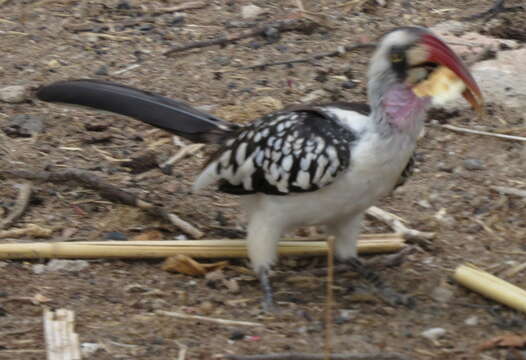 Image of Tanzanian Red-billed Hornbill