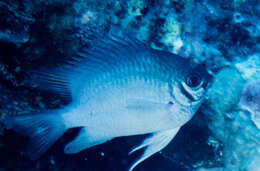 Sivun Amblyglyphidodon indicus Allen & Randall 2002 kuva