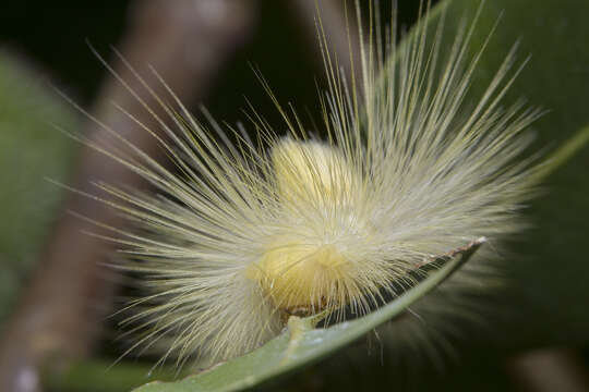 Image of Calliteara horsfieldii Saunders 1851