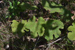 Imagem de Vitis aestivalis var. lincecumii (Buckley) Munson