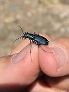 Plancia ëd Cicindela (Cicindelidia) rufiventris cumatilis Le Conte 1851