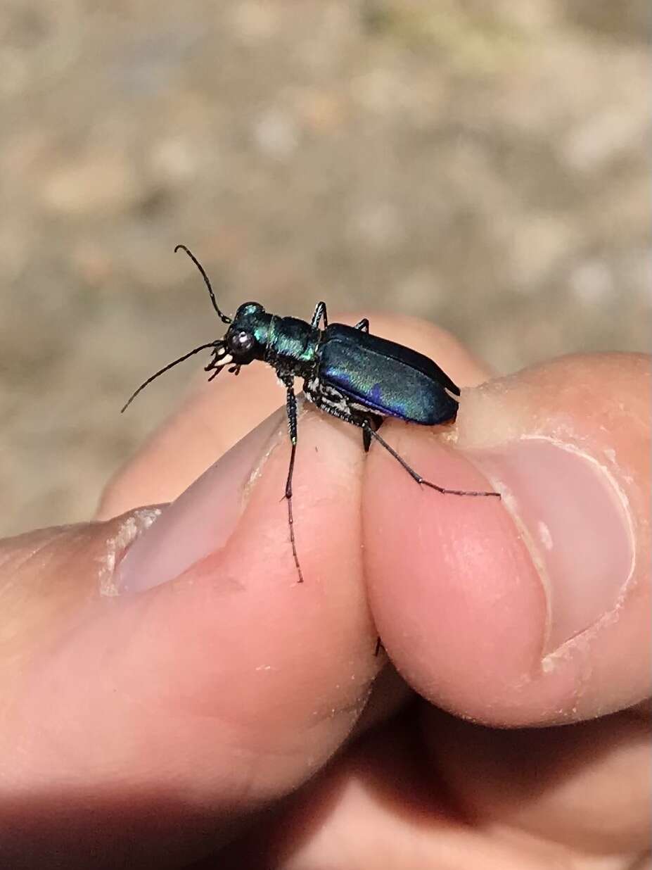 Plancia ëd Cicindela (Cicindelidia) rufiventris cumatilis Le Conte 1851